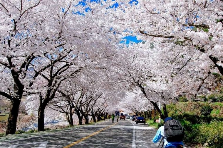 Tour Hàn Quốc: Seoul - Everland - Đảo Nami Khởi Hành Từ Đà Nẵng